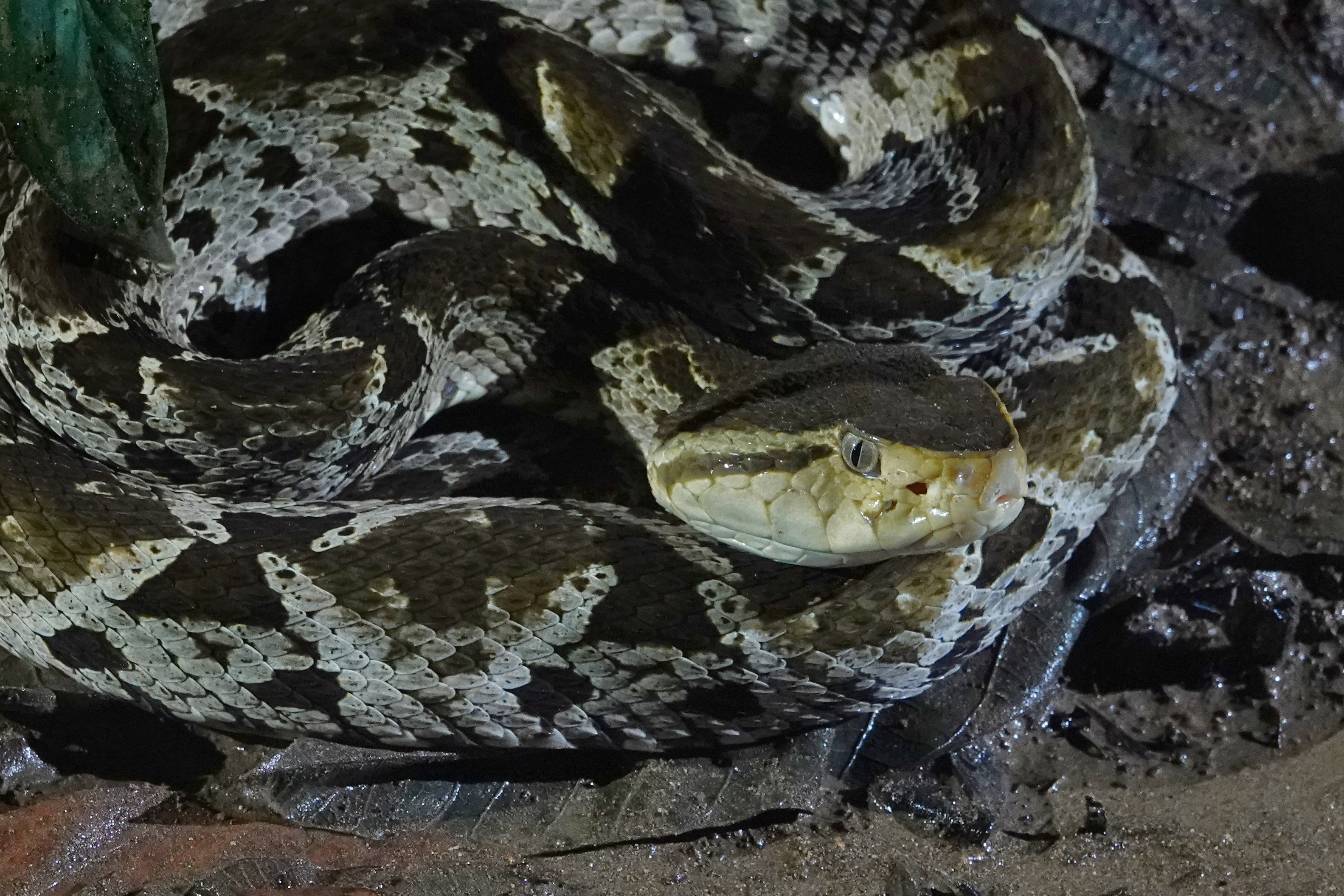 Serpent dans la végétation